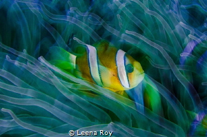 Anemone in slow motion by Leena Roy 